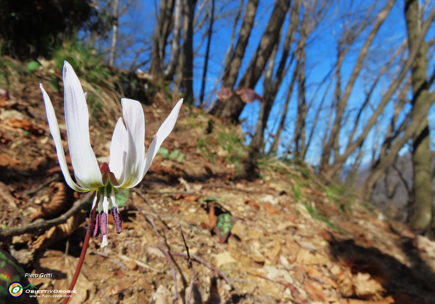 40 Erythronium dens-canis (Dente di cane).JPG